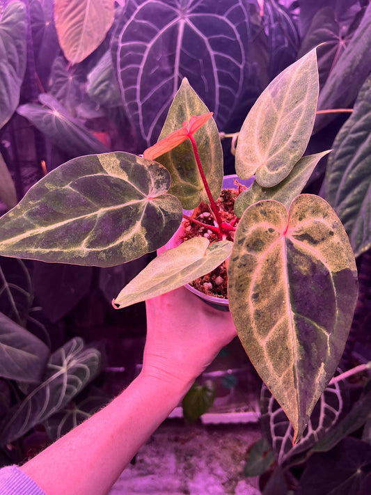 Anthurium Pap RA6 x self